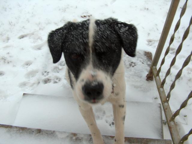 Eddie's First Snow