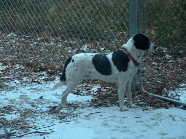 Eddie the guard dog