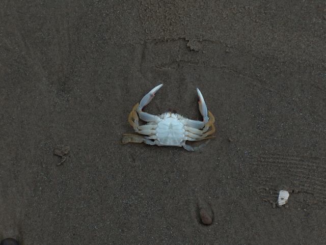 So, that's what a crab's belly looks like!