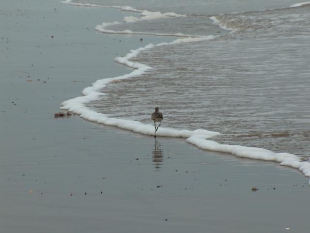 Bye bye, birdie!