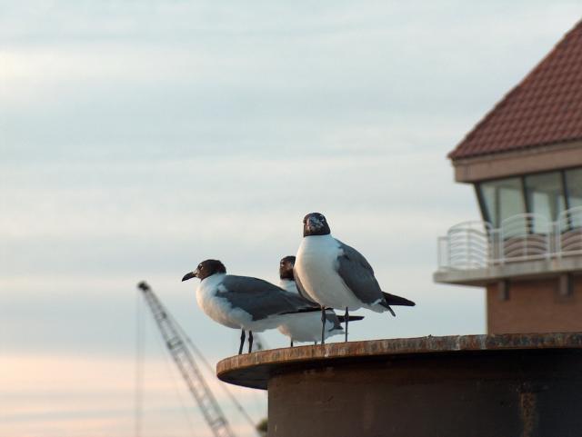 A trio of seagulls