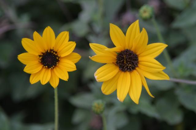 Beach flowers