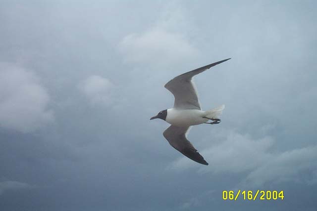 A Lone Seagull