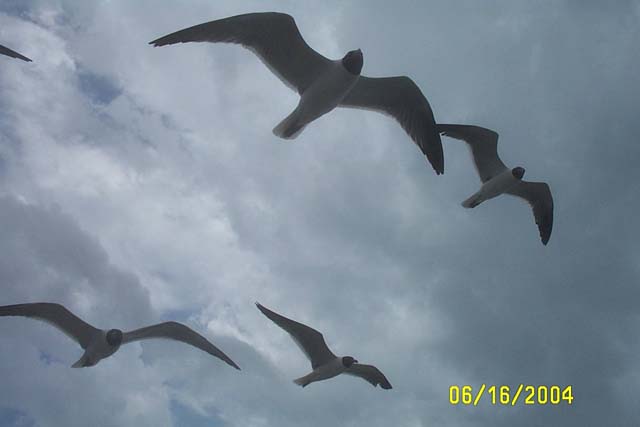 Seagulls from Below
