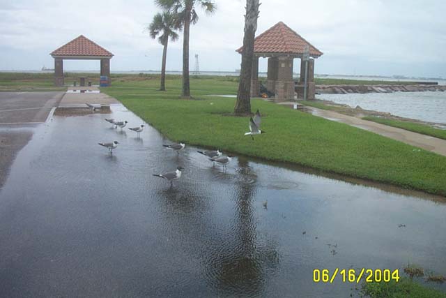 Bye, Seagulls!