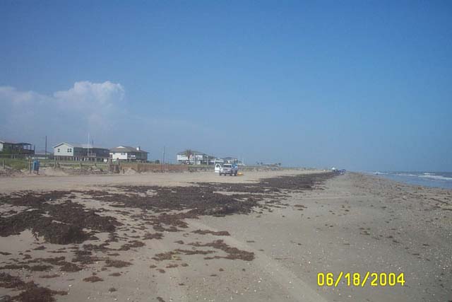 Lots of Seaweed