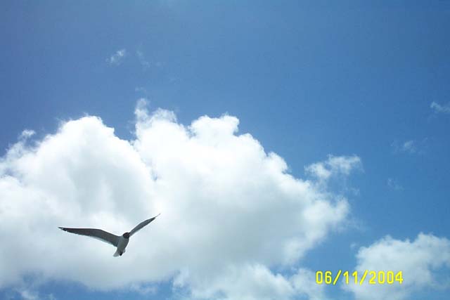 Seagull in the Clouds