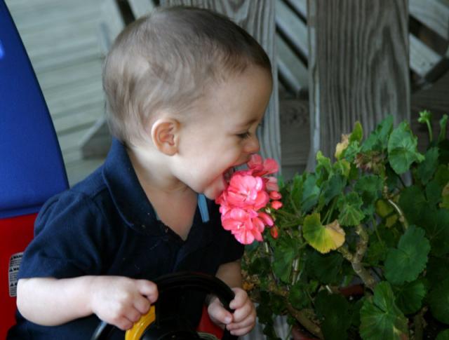 Smelling (tasting) the flower ~ April 15, 2007