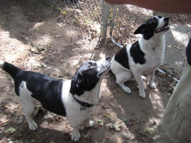We got a new puppy, too! Look familiar? ~ August 9, 2008
