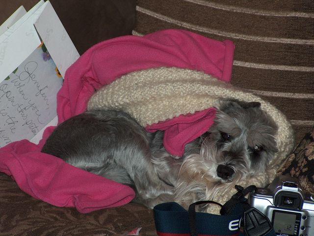 Lyric, all snuggled up for her Christmas nap!