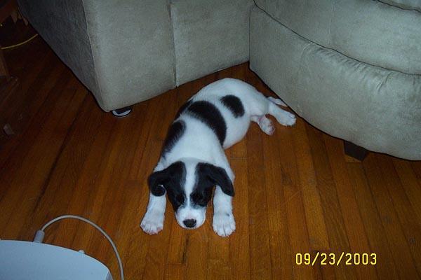 Sleeping Eddie