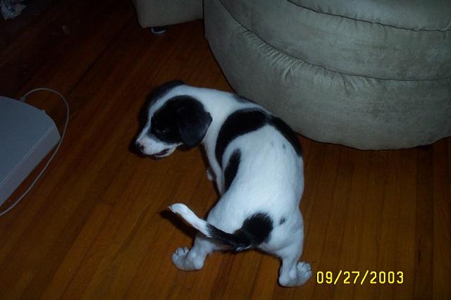 Chasing his Tail