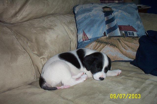Napping on the Couch