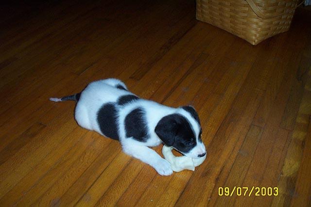 Chew Toy #2