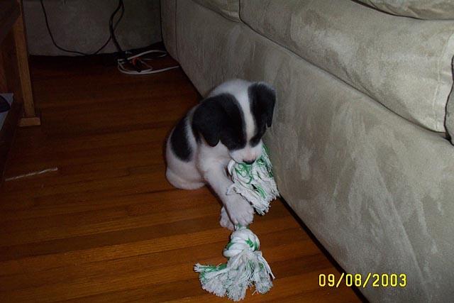 Chew Toy #1