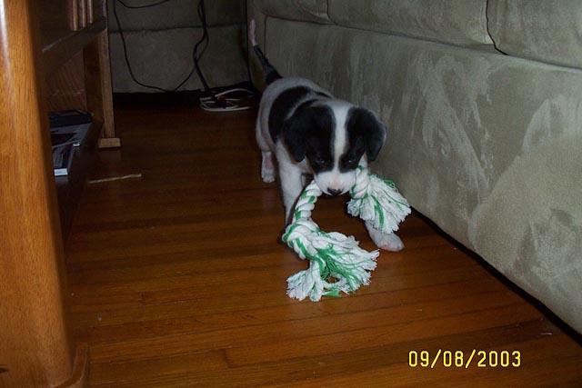 Chew Toy #1