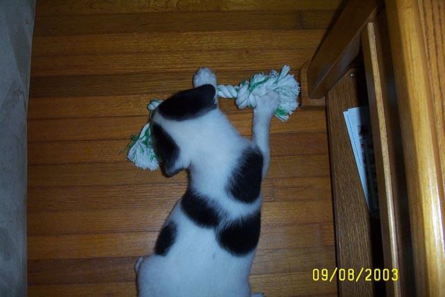 Chew Toy #1