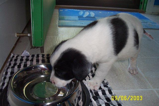 Eddie & his Water Bowl