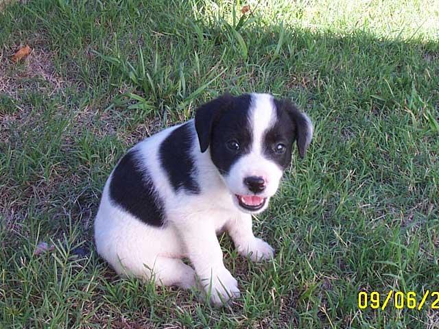 Our Precious Puppy