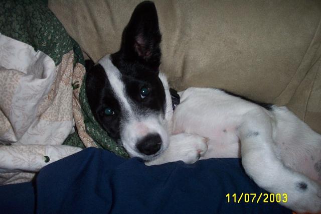 Ears Up
