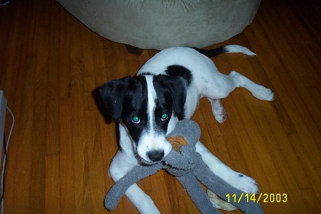 Eddie & his Animal