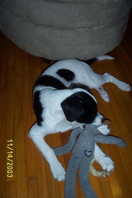 Eddie & his Animal