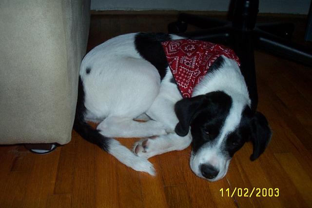 Eddie in his Bandana