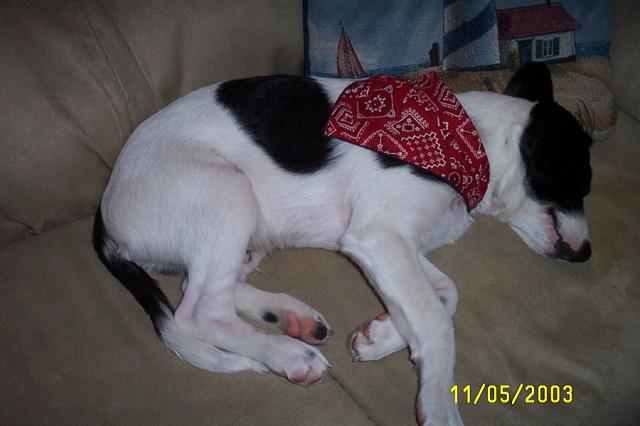 Eddie in his Bandana