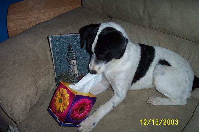 Eddie Meets Kleenex