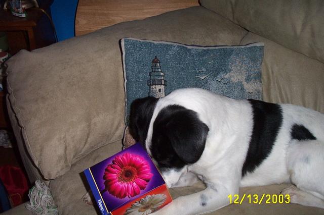 Eddie Likes Kleenex