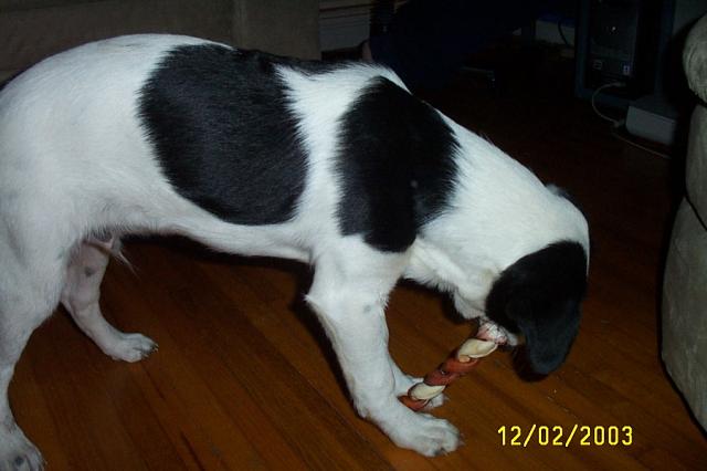 Eddie in December 2003