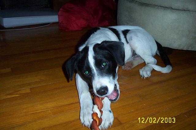 New Chew Toy