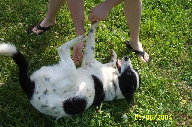 Belly Rubs
