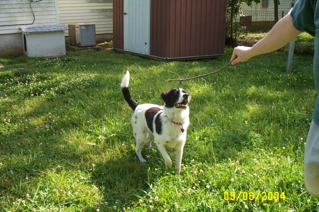 Mmm...a stick!
