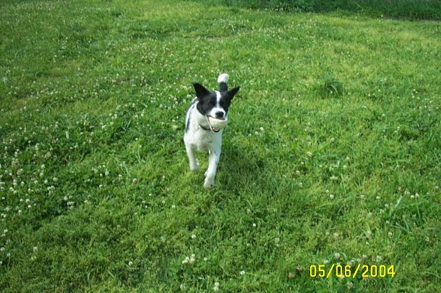 Such a Good Puppy!