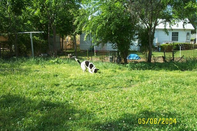 Can't Find the Ball in all this Grass!