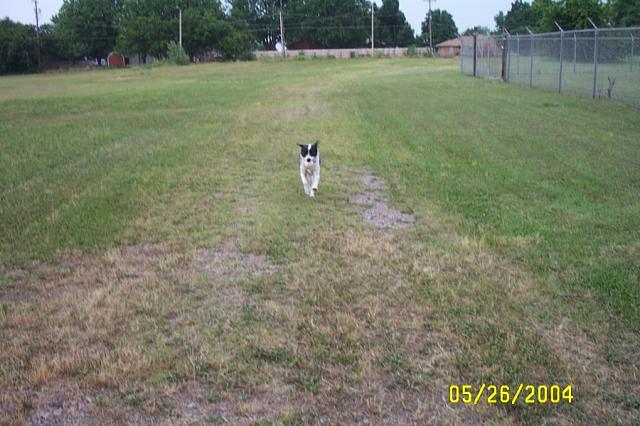 Fetch, Eddie!