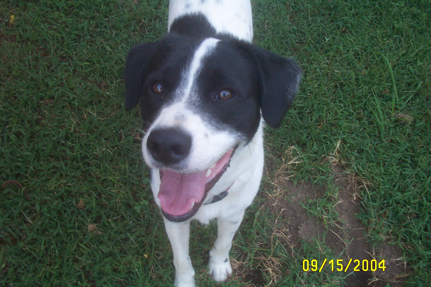 Happy Eddie