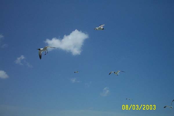 Seagulls