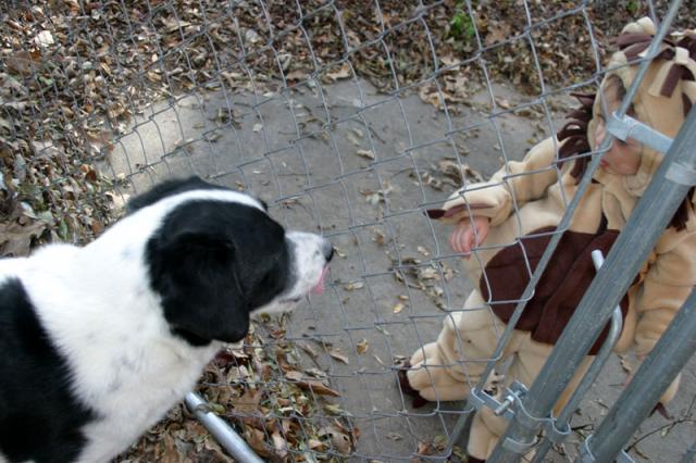 Eddie vs. the lion