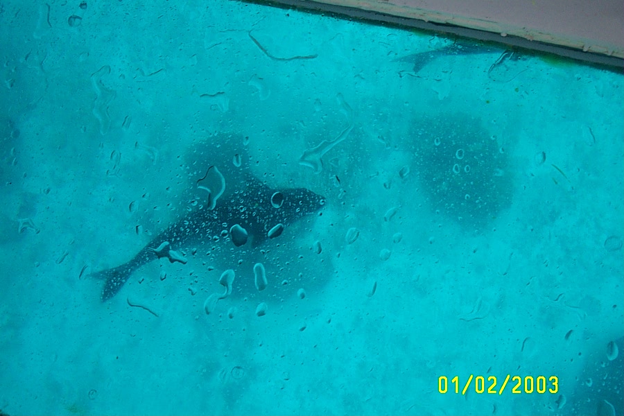 View from the glass bottom boat...