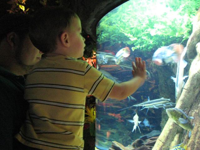 Look, more fish!