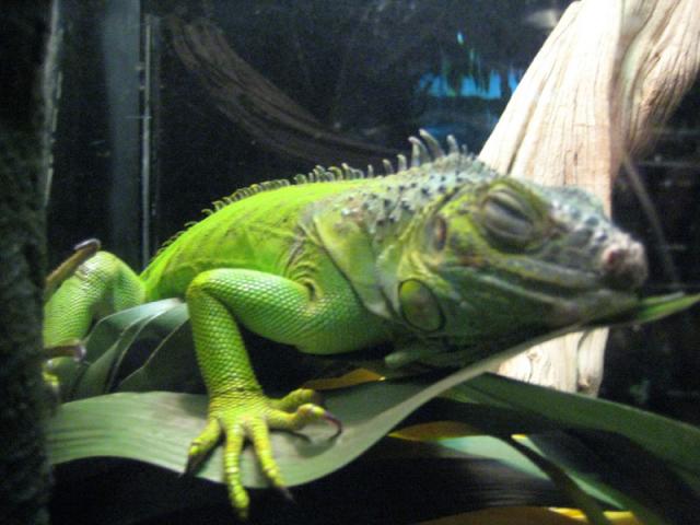 Lazy lizard