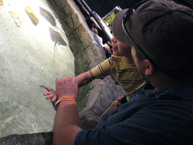 Stingray pool