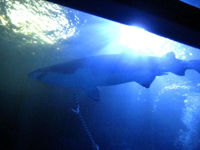 He had to use the shark stick on this one