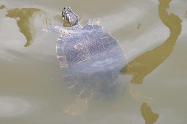 Apparently turtles do, too!