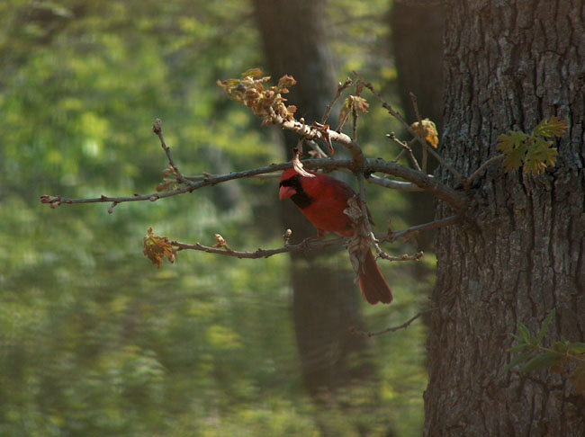 We have a red bird, too!