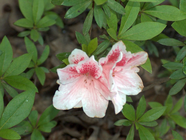 We have azaleas!