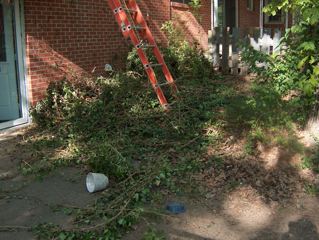 The ivy aftermath