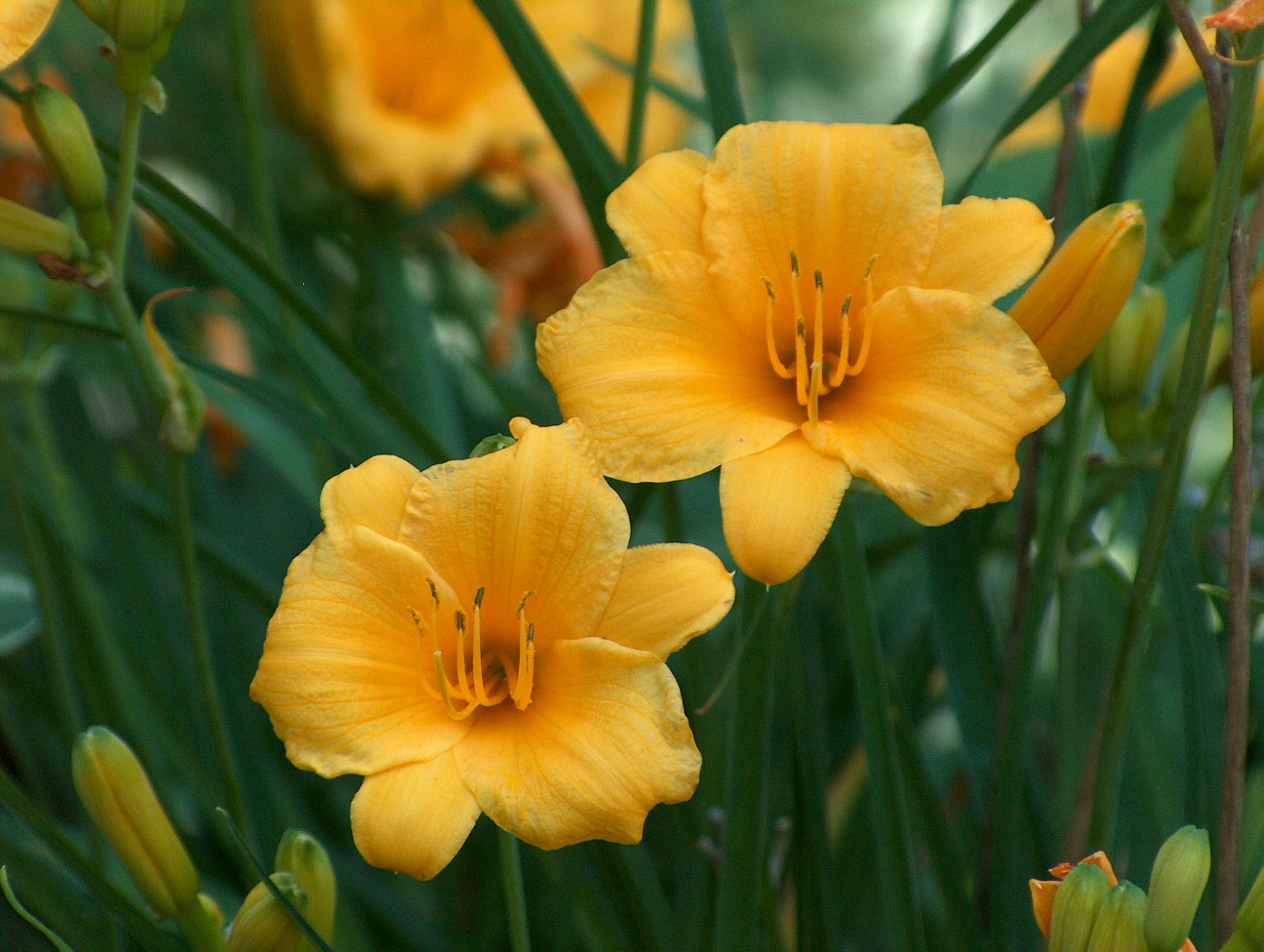 And last but not least, we have day lilies!